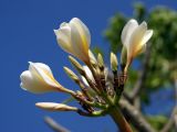 Plumeria rubra разновидность acutifolia. Соцветие. Китай, остров Хайнань, окр. г. Санья, в культуре. 11.01.2014.