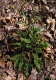 Arabidopsis arenosa