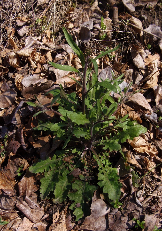 Изображение особи Arabidopsis arenosa.