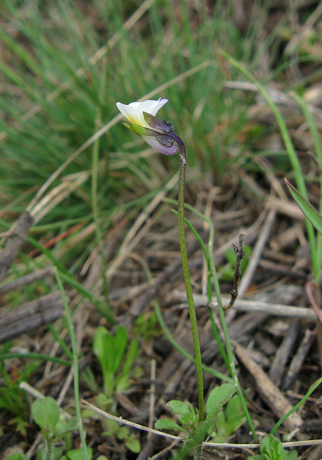 Изображение особи Viola arvensis.