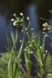 Erigeron acris. Верхушка растения с соцветиями. Ленинградская обл., пойма р. Луга у дер. Кемка. 13.06.2009.