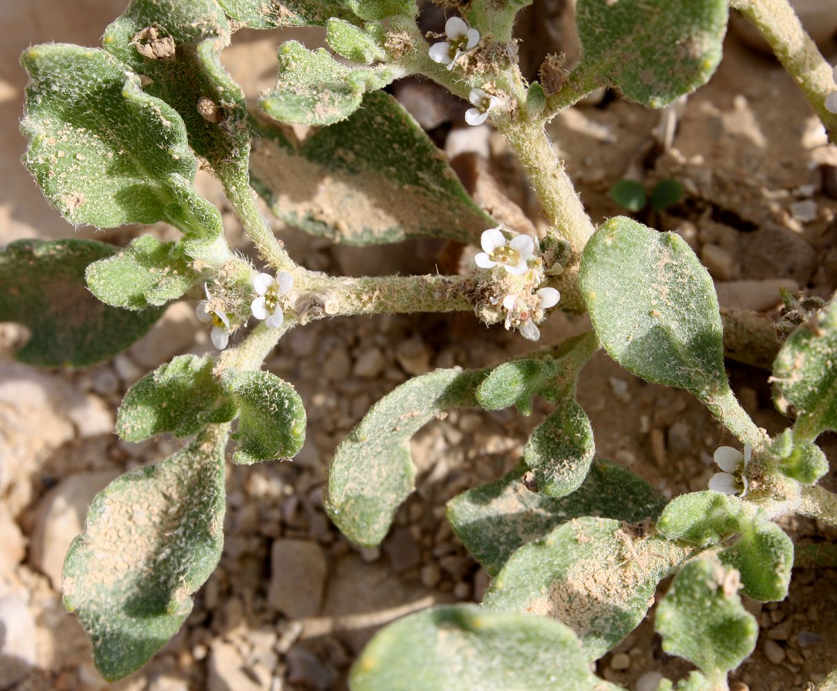 Image of Anastatica hierochuntica specimen.