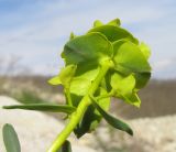 Euphorbia petrophila