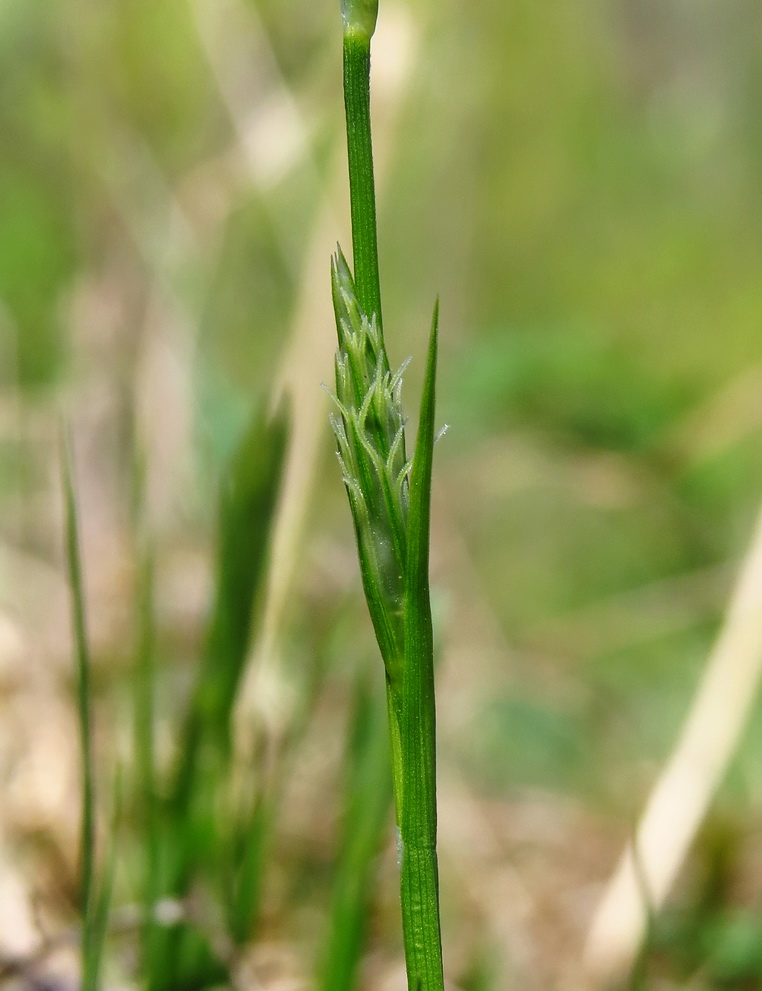 Изображение особи Carex michelii.