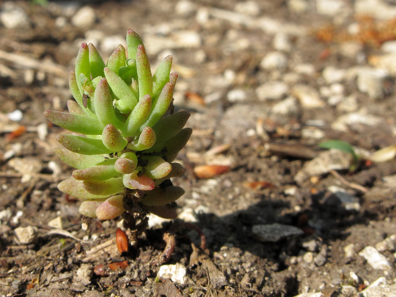 Изображение особи род Sedum.