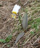 Erythronium krylovii