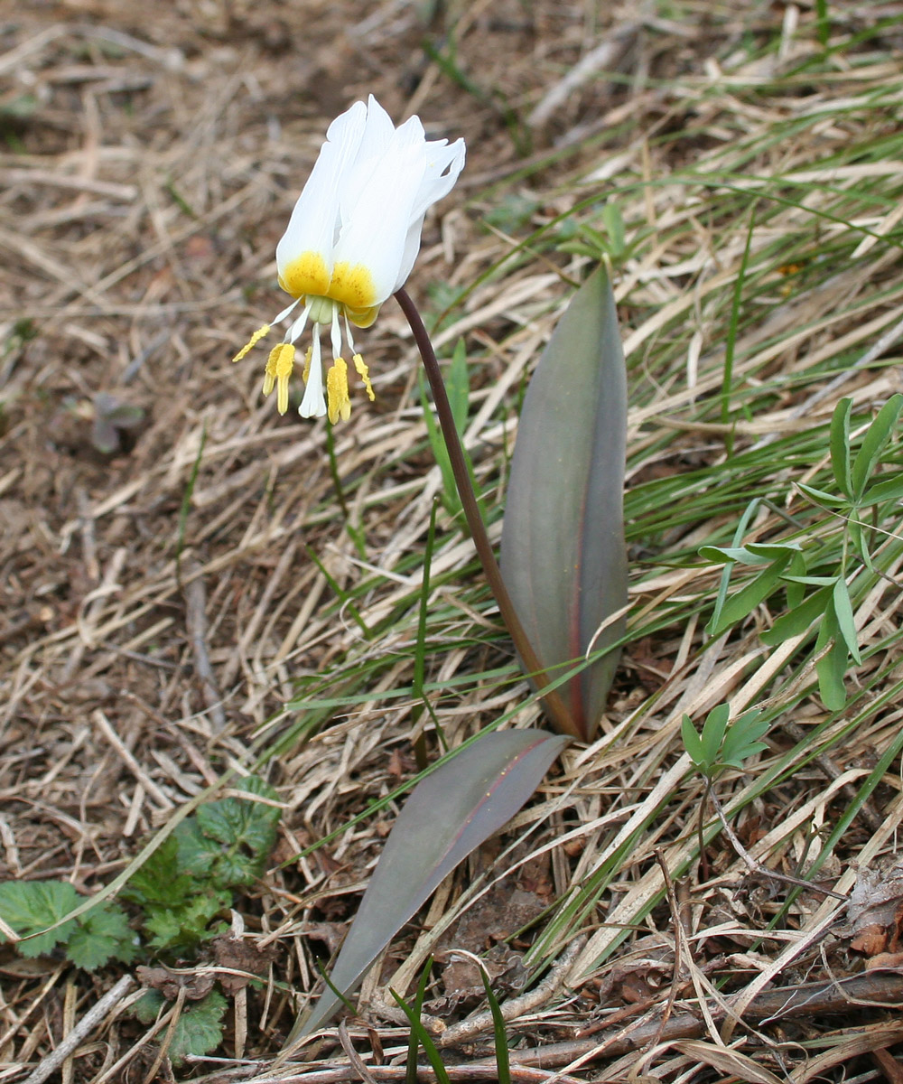 Изображение особи Erythronium krylovii.