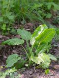 Rumex obtusifolius