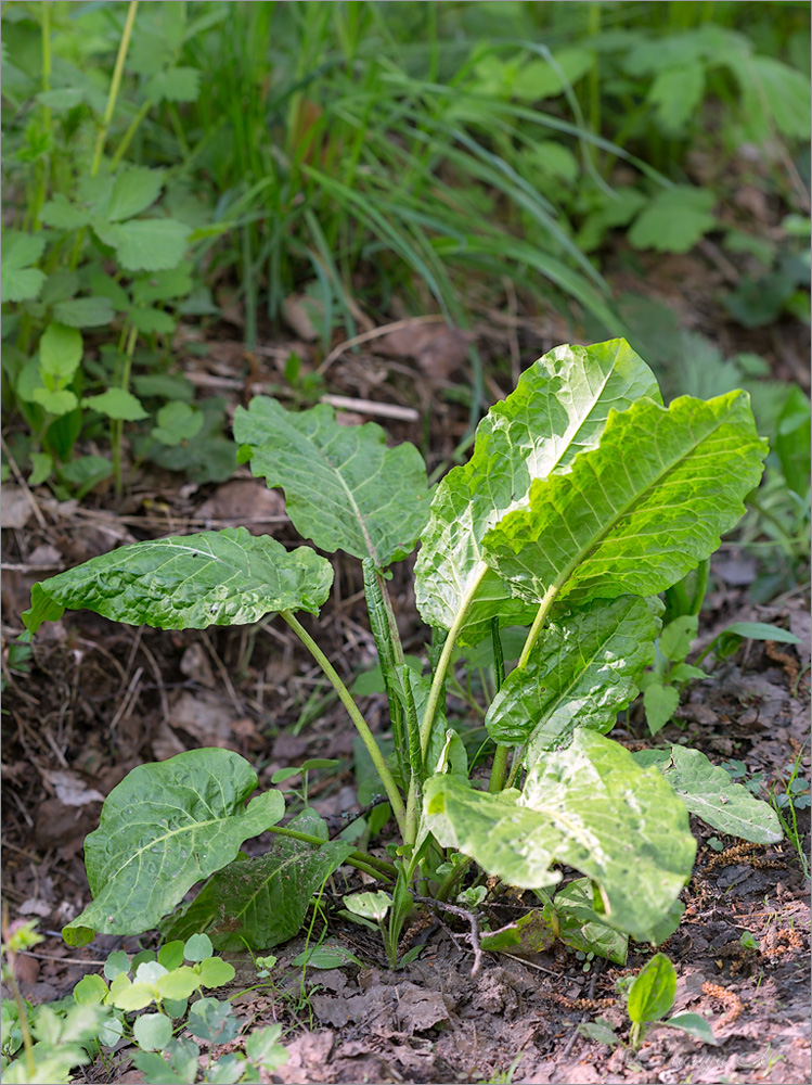 Изображение особи Rumex obtusifolius.