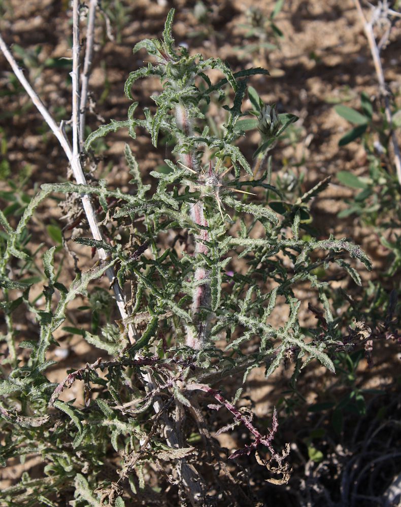 Image of Centaurea procurrens specimen.