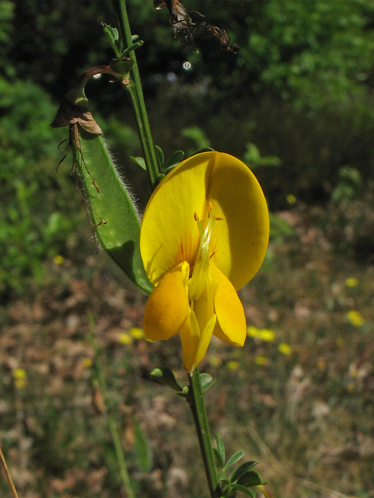 Изображение особи Sarothamnus scoparius.