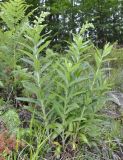 Digitalis grandiflora