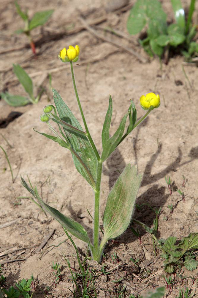 Изображение особи Ranunculus paucidentatus.