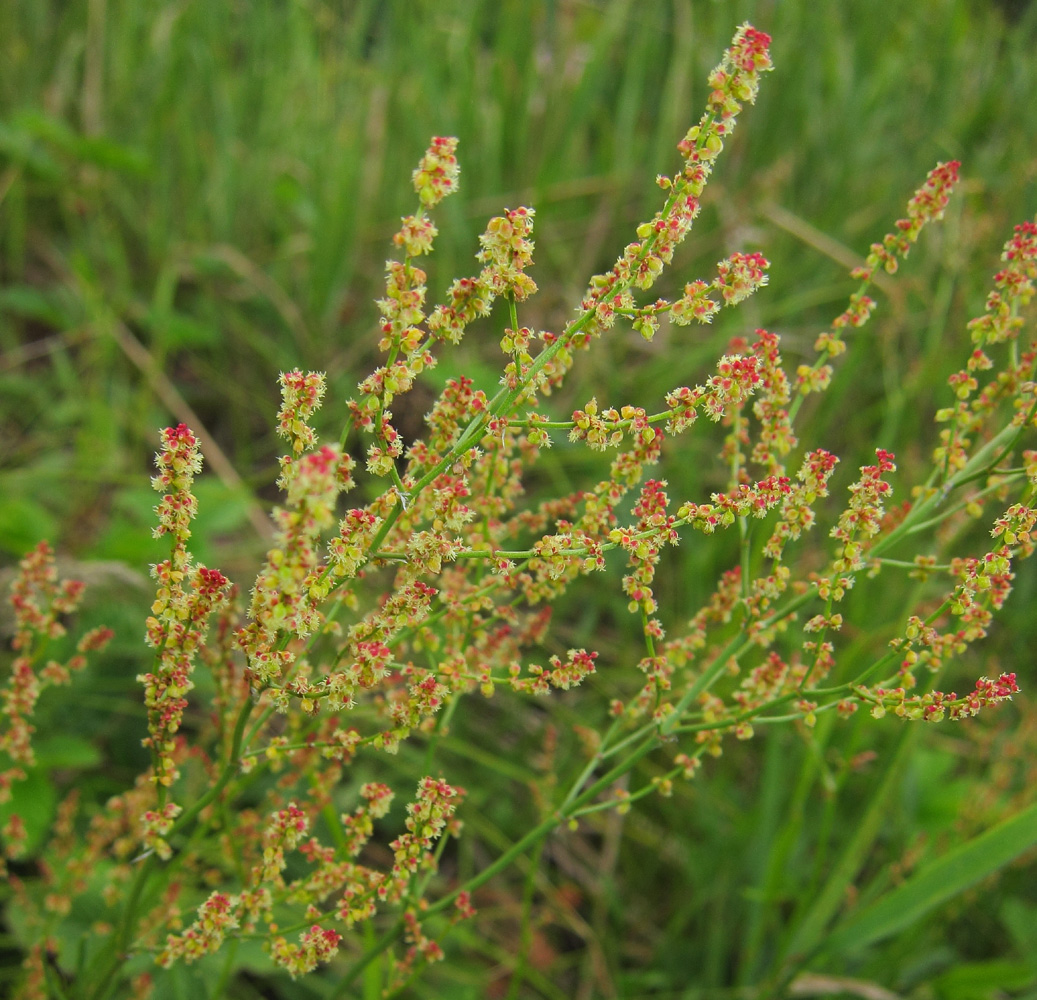 Изображение особи Rumex acetosella.