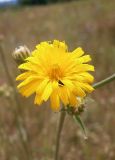 Picris hieracioides
