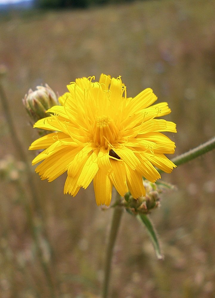 Image of Picris hieracioides specimen.