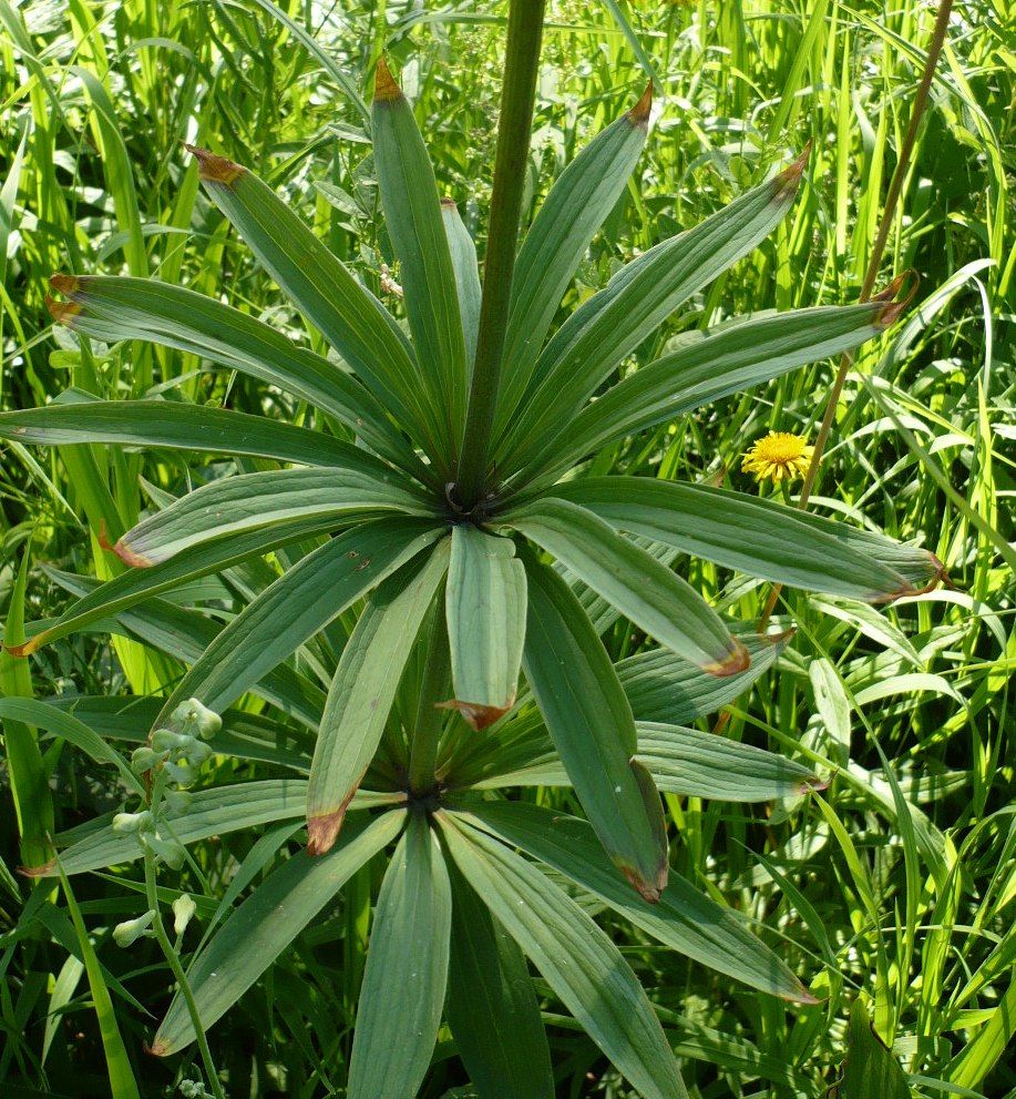 Image of Lilium pilosiusculum specimen.