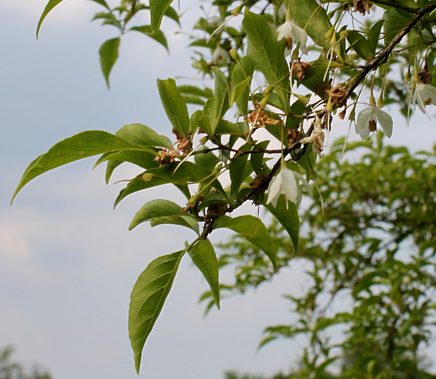 Image of Halesia carolina specimen.