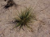 Festuca beckeri