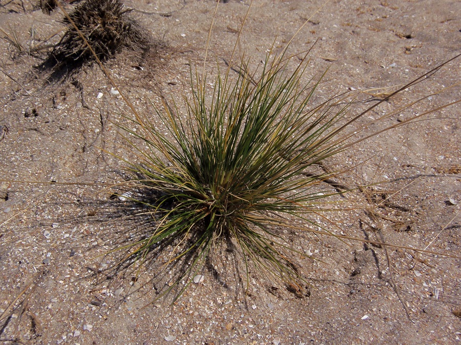 Изображение особи Festuca beckeri.