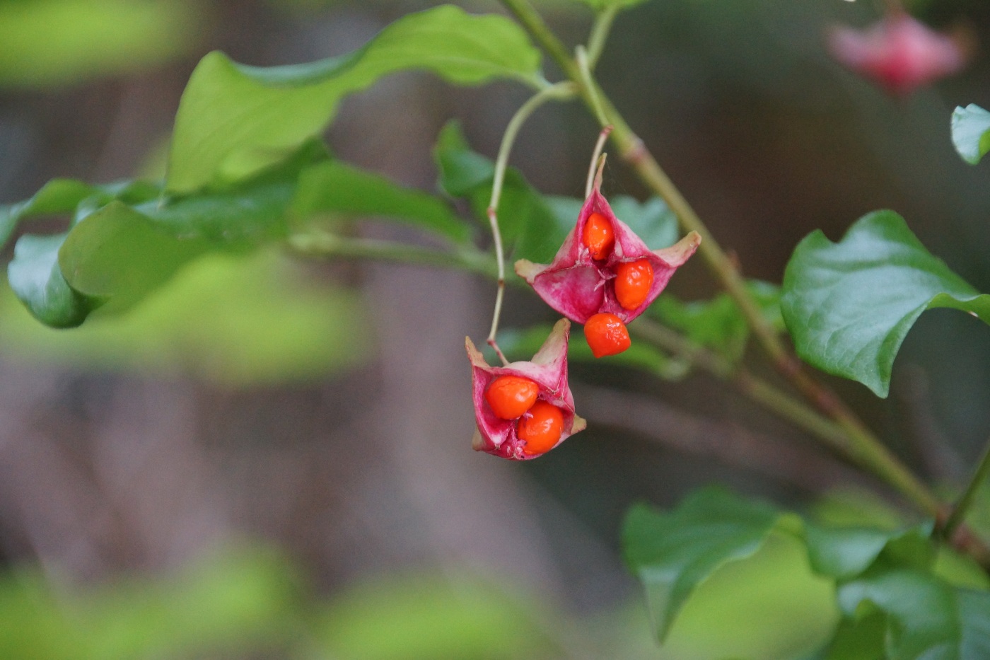 Изображение особи Euonymus latifolius.