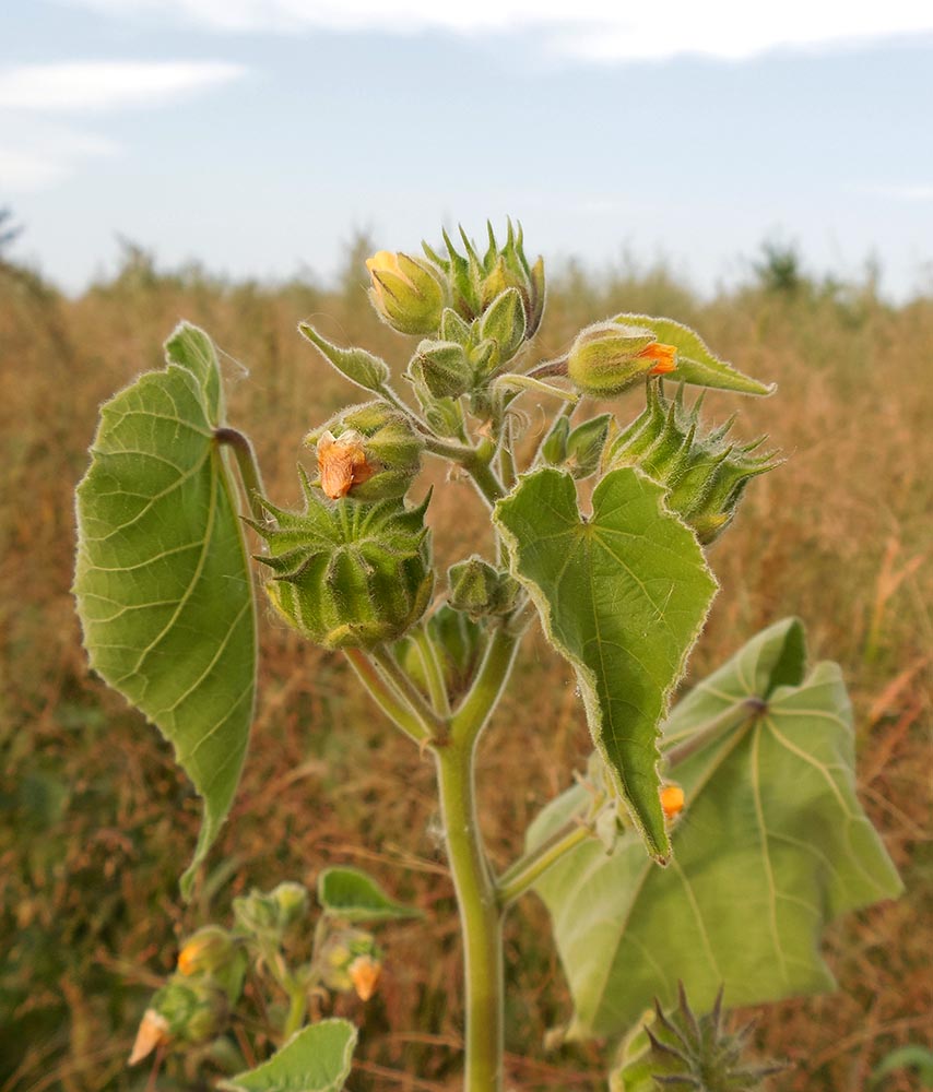 Image of Abutilon theophrasti specimen.