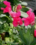 Antirrhinum majus. Цветки и верхушка побега. Германия, г. Дюссельдорф, Ботанический сад университета. 03.07.2014.