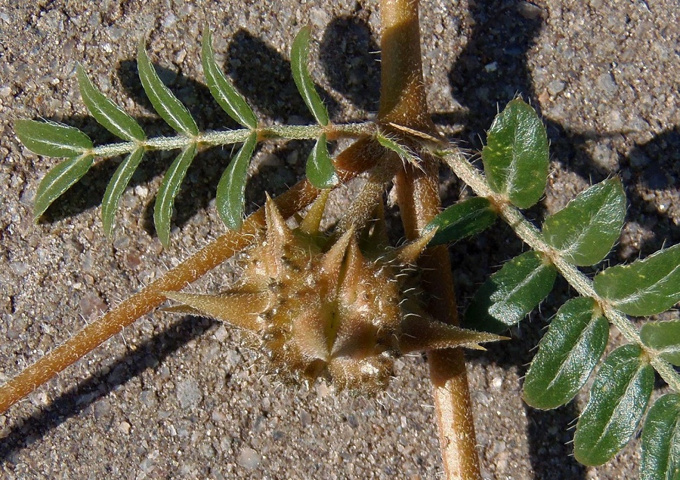 Изображение особи Tribulus terrestris.