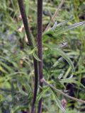 Aconitum barbatum