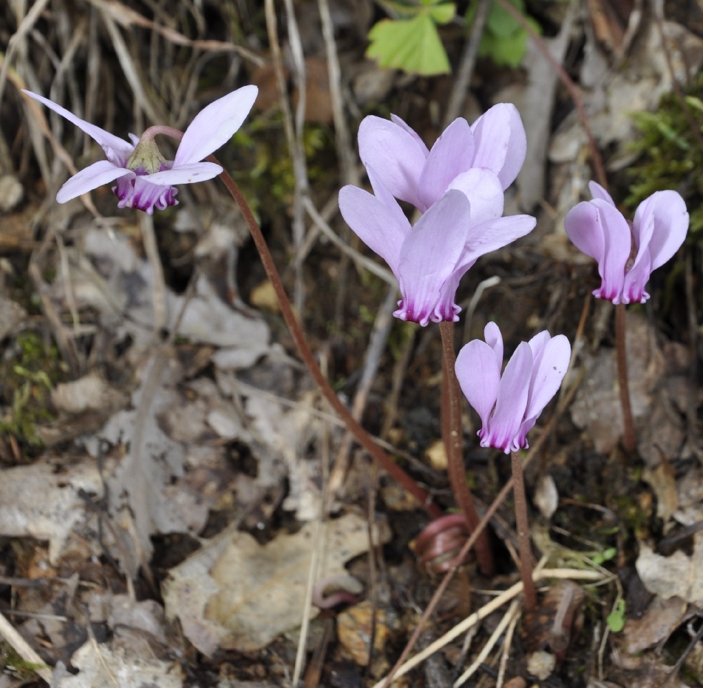 Image of Cyclamen hederifolium specimen.