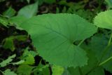 Saussurea petiolata. Лист. Приморский край, Партизанский р-н, окр. пос. Врангель, дачи \"Заповедное\", дубовый лес с липой амурской и берёзой даурской на северном склоне. 18.09.2014.