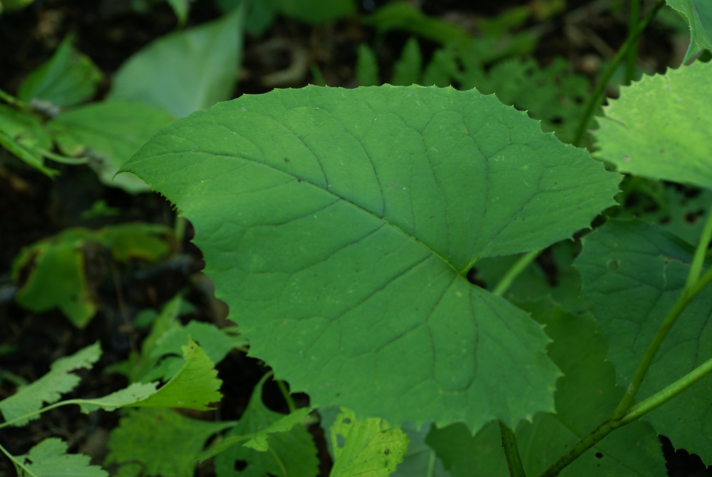 Image of Saussurea petiolata specimen.