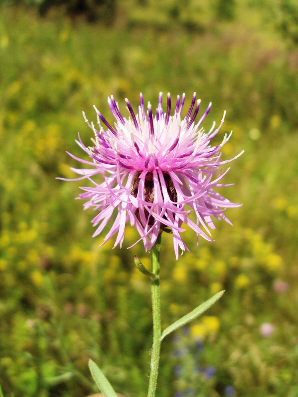 Image of Centaurea stoebe specimen.