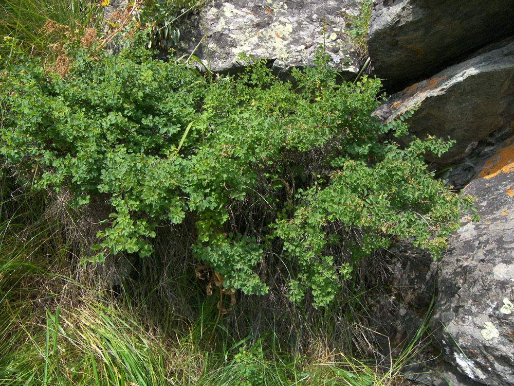 Image of Spiraea hypericifolia specimen.