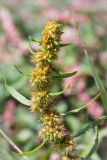 Rumex maritimus