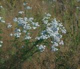 Achillea millefolium. Цветущие растения. Московская обл., Раменский р-н, окр. ж.-д. платформы Хрипань, просека под ЛЭП. 22.07.2014.