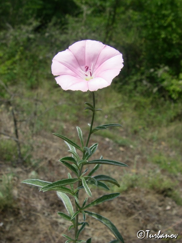 Image of Convolvulus cantabrica specimen.