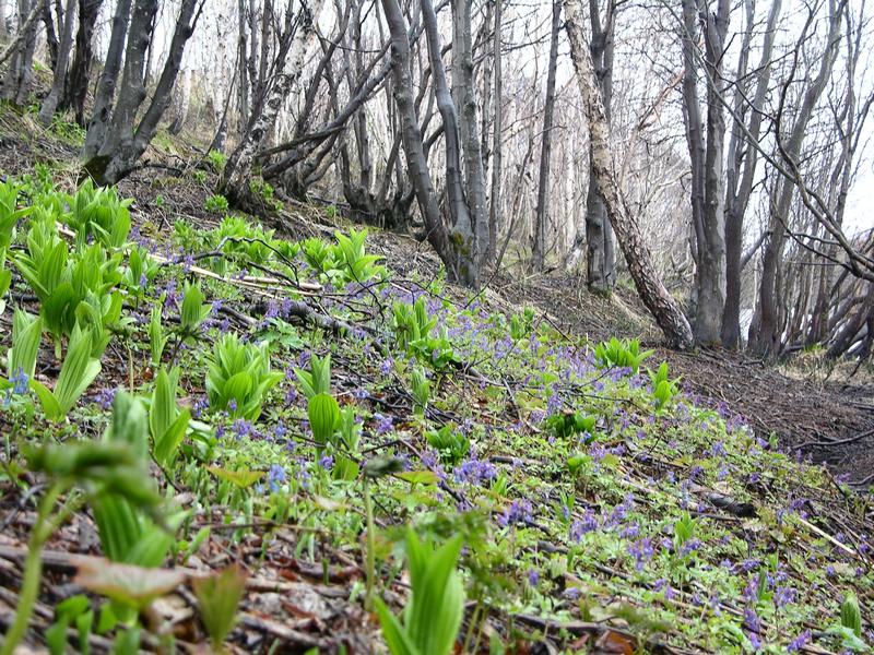 Изображение особи Veratrum oxysepalum.