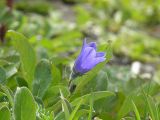 Campanula lasiocarpa