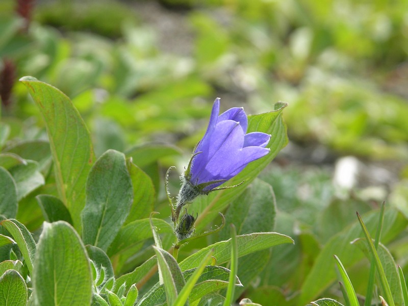 Image of Campanula lasiocarpa specimen.