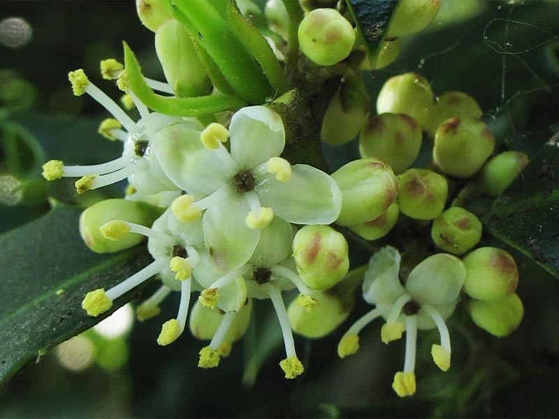 Image of Ilex aquifolium specimen.