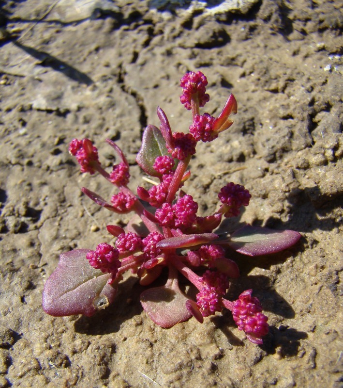 Image of Oxybasis chenopodioides specimen.