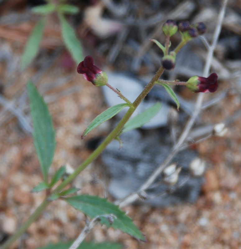 Изображение особи Scrophularia incisa.