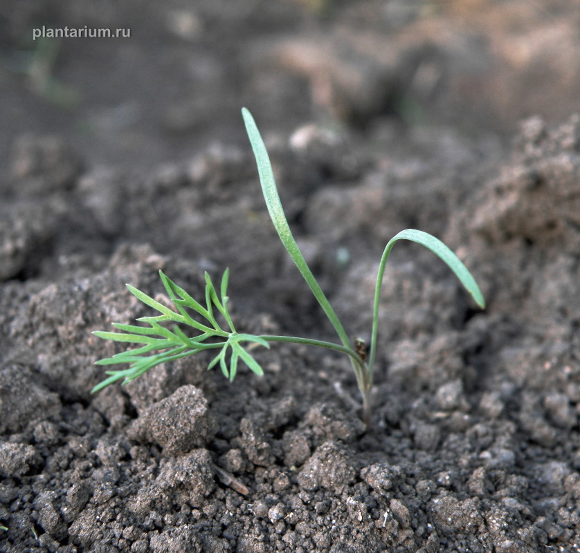 Изображение особи Anethum graveolens.