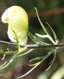 Aconitum anthoroideum. Нижний цветок в пазухе листа. Алтай, окр. пос. Манжерок. 26.08.2009.