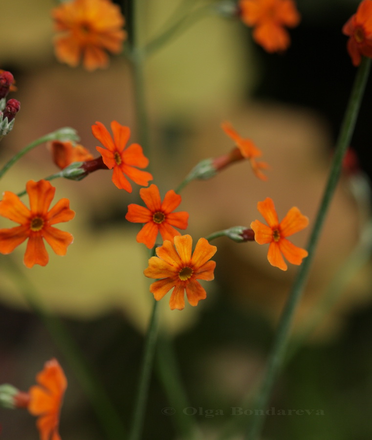 Image of Primula cockburniana specimen.