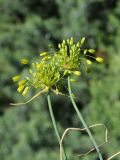 Allium chloranthum