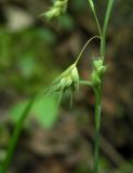 Carex paupercula