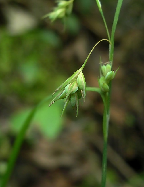 Изображение особи Carex paupercula.