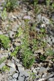 genus Pseudosedum